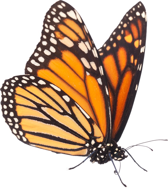 monarch butterfly